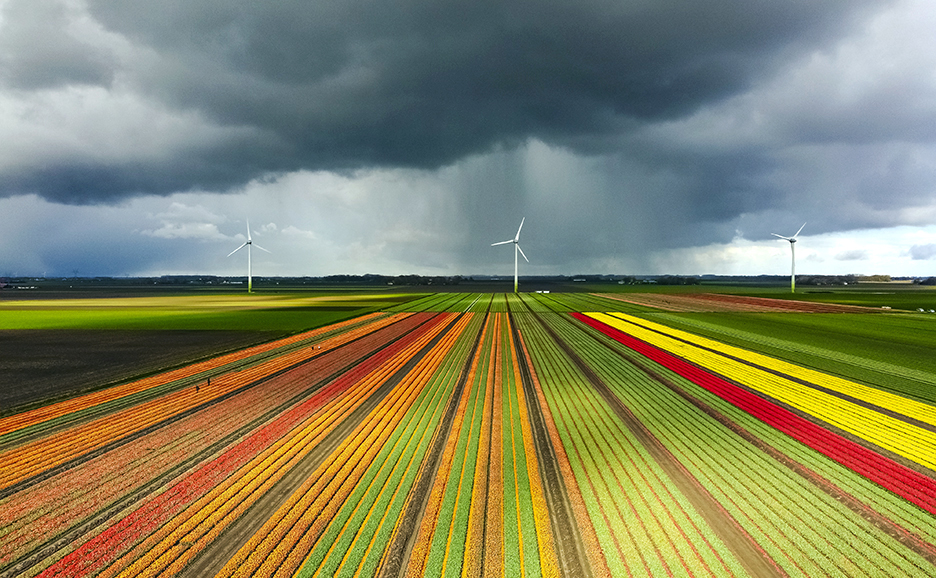 It's a stormy spring afternoon, with wind turbines on the horizon and fields bursting with red and yellow tulips