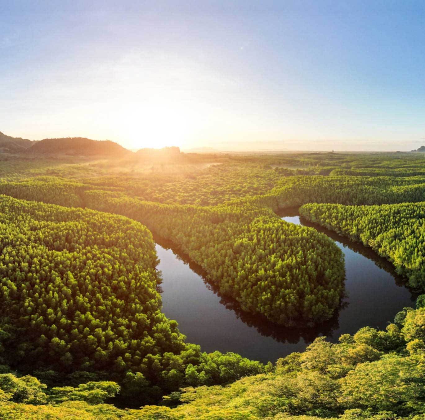 広大な森に日が差し込んでいる画像