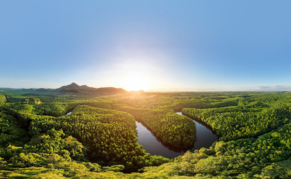 An image of sunlight streaming into a vast forest